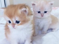 Bayram şekerlemeleri kediler