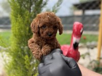 Toy Poodle Bebekler Irk Garantili