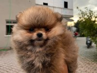 Sağlık Ve Irk Garantili Pomeranian Yavrularımız