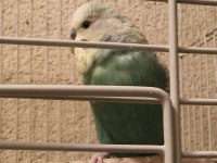 Yavru Muhabbet Kuşu