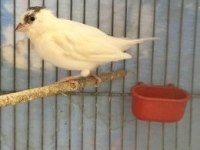 Beşiktaşlı erkek kanarya (2025)