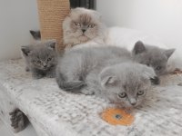 British Shorthair Ve Scottish Fold Yavrular