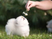Pomeranian Boo Teddy Bear Yavrularımız