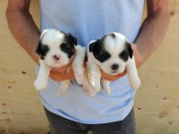 Ev Ortamında Bakılan Kendi Köpeğimizin Yavrularıdır