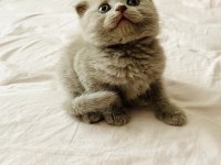 45 Günlük Lılac Ve Gri Scottish Fold Bebekler