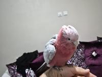 Gül kakadu için açıklamayı okuduktan sonra iletişime geçebilirsiniz