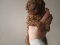 Toy Poodle Cinsi Yavru Köpekler