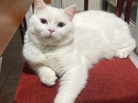 Uysal Kedimi Ücretsiz Sahiplendiriyorum