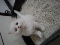 Maviş british longhair kleopayram