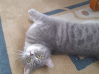 British Shorthaır Dişi (Ücretsiz)