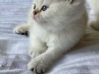 Şecereli Anne Babadan Son Yavru Kedimiz