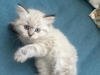 1.5 Aylık Mavi Gözlü British Longhair Yavru