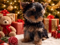 Muhteşem Yorki Yavrular