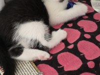 3 Adet Dişi Erkek Kedimiz Sahiplendirilecek Kedi