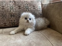 Full Şecereli Anne Babanın Scottish Fold Longhair Bebeği