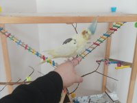 Full Evcil Erkek Sultan Papağanı