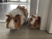 Guinea piglerimize yuva arıyorum