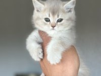 Yavrumuz yeni yuvasını arıyor ayı surat british yavrular