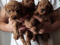 Toy Poodle Köpeğimiz