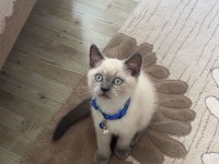 British shorthair blue point