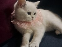 Dünya güzeli british shorthair