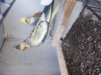 Çift Sultan Papağanı Yetişkin