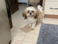 11 Aylık Dişi Shih-Tzu