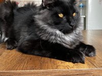 Anne baba scr kayıtlı maine coon yavru kediler