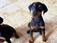 Safkan Doberman Köpeklerimiz
