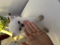 British Shorthair Ve Longhair Yuvarlak Kafa Yavru Kediler