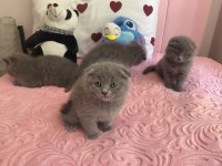 Bal Küpü Scottish Fold Yavrular