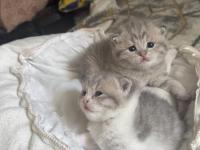 20 Günlük Kedilerimiz Anne Scottish Baba British