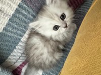 Muhteşem Chinchilla Kedisi Bebeklerim Ömürlük Yuvalarını Bekliyor