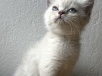 British blue point erkek 1.5 aylık kedimiz