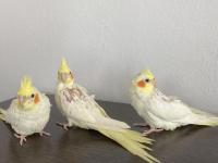 Yavru Sultan Papağanı 2 Aylık