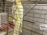 1,5 Yaşında Erkek Sultan Papağanı