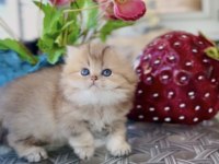 British Longhair Golden Ny