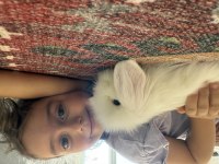 Herşeyiyle Ücretsiz Dişi Hollanda Lop Tavşan