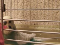 Yavru Muhabbet Kuşu