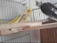 Sultan papağanı takım