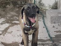 Köpeğimizi Sahiplendiriyoruz