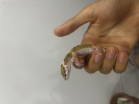 Yavru gecko 2 aylık