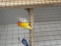 Cennet Papağanlarımız