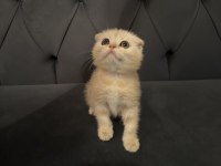 Safkan Scottish Fold Yavruları Ayı Surat 2 Aylık..!