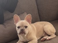 Masrafsız French Bulldog
