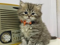 British longhair golden ve red point yavrularımız