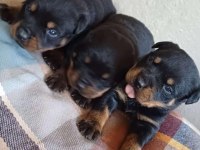 Sağlıklı Rottweiler Yavrular