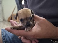 Chihuahua 1 Aylık Yavrularımız