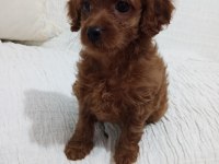 Red brown toy poodle