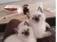 A kalite bluepoint safkan british shorthair kediler teslime hazır